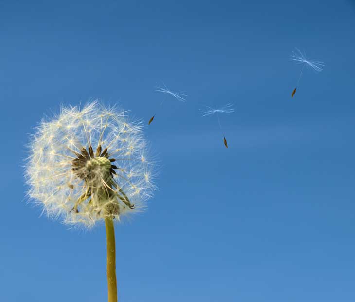 life after rehab - dandelion - summit behavioral health